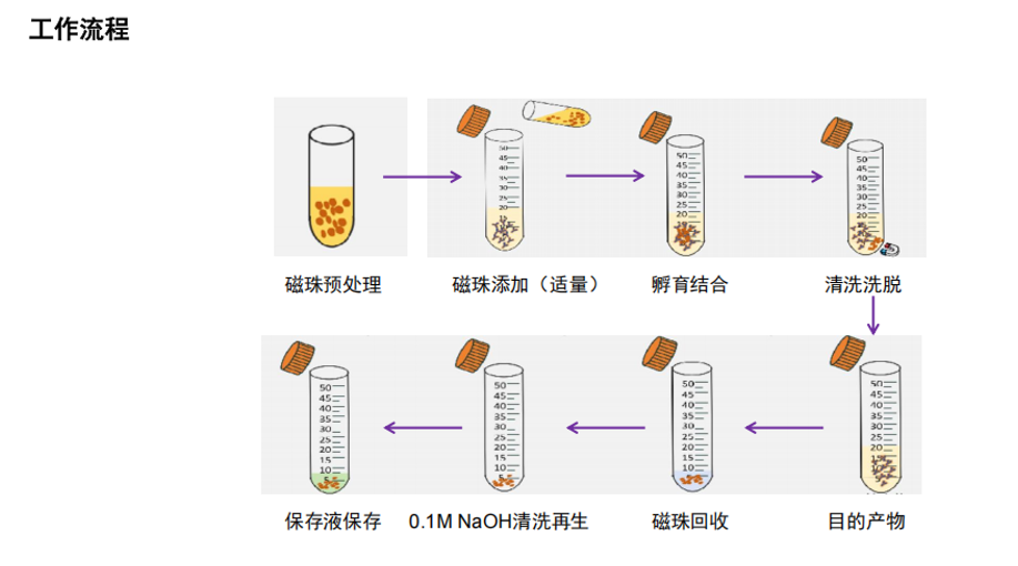 蛋白抗体纯化磁珠